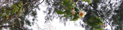 Franklinia Franklinia