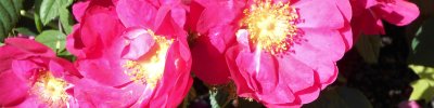 Rosa francofurtana Rosa francofurtana