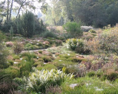 Heidelandschaft mit Calluna vulgaris