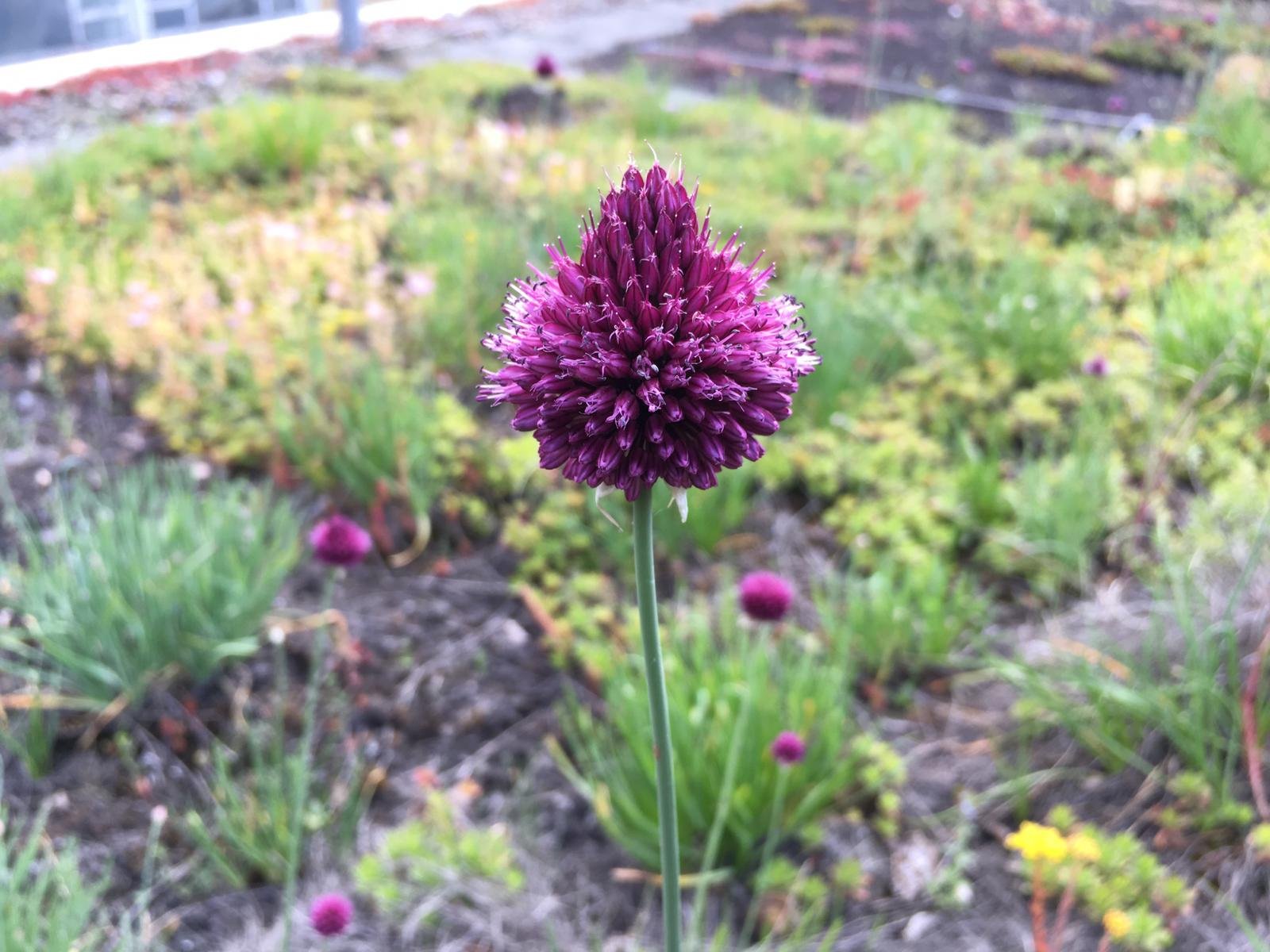 Kugelköpfiger Lauch (Allium sphaerocephalon) Kugelköpfiger Lauch (Allium sphaerocephalon)