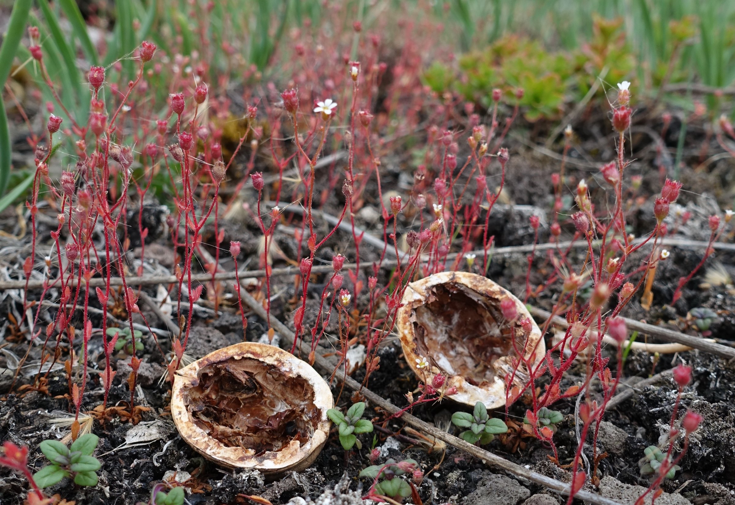 Finger- Steinbrech (Saxifraga tridactylites)