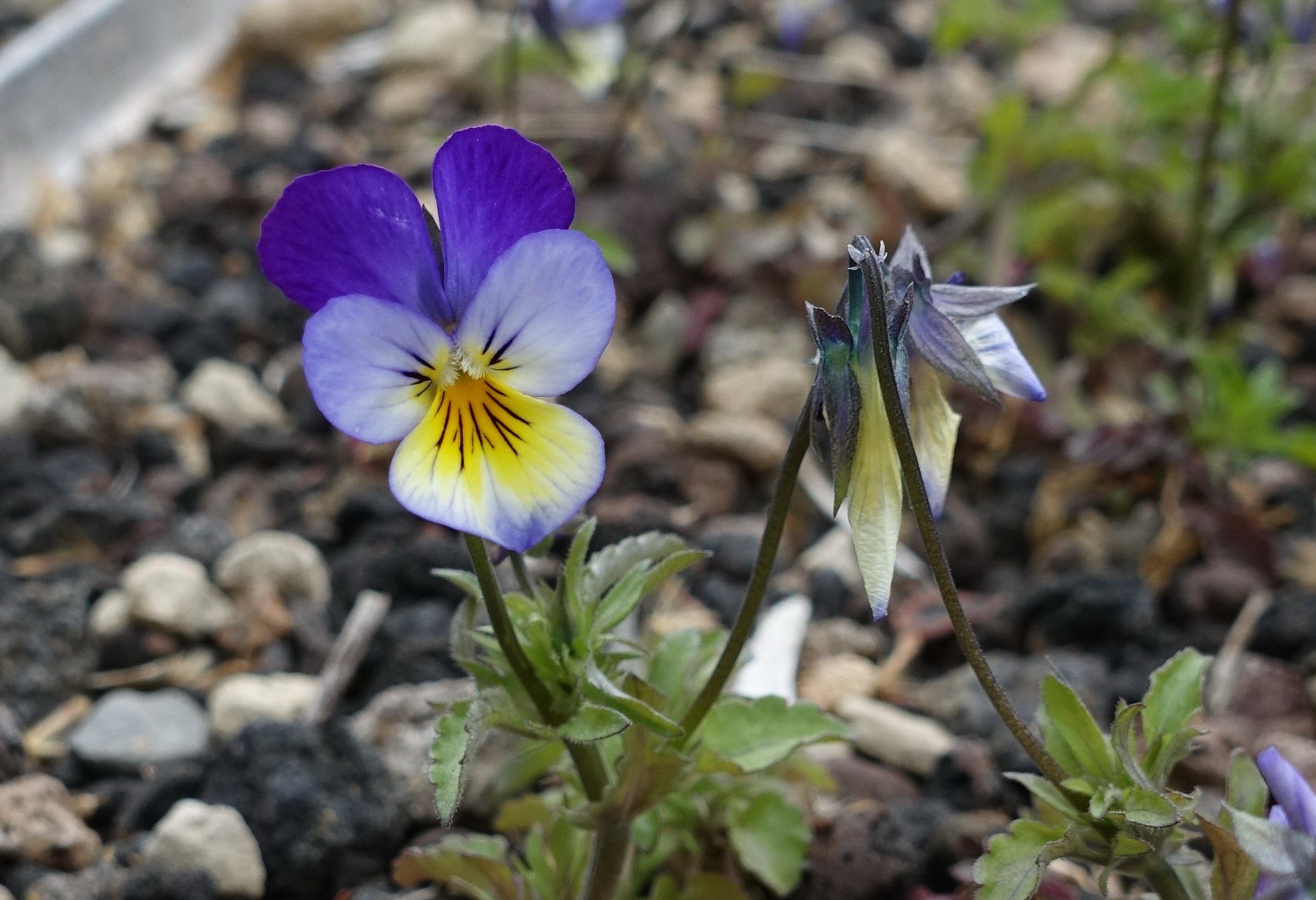 Wildes Stiefmütterchen (Viola tricolor) Wildes Stiefmütterchen (Viola tricolor)