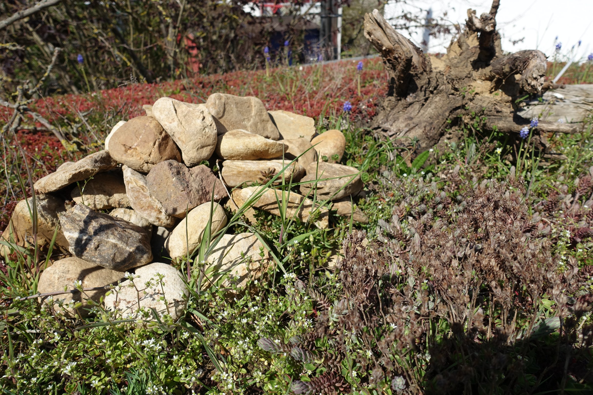 Steinhaufen auf Gründach Steinhaufen auf Gründach