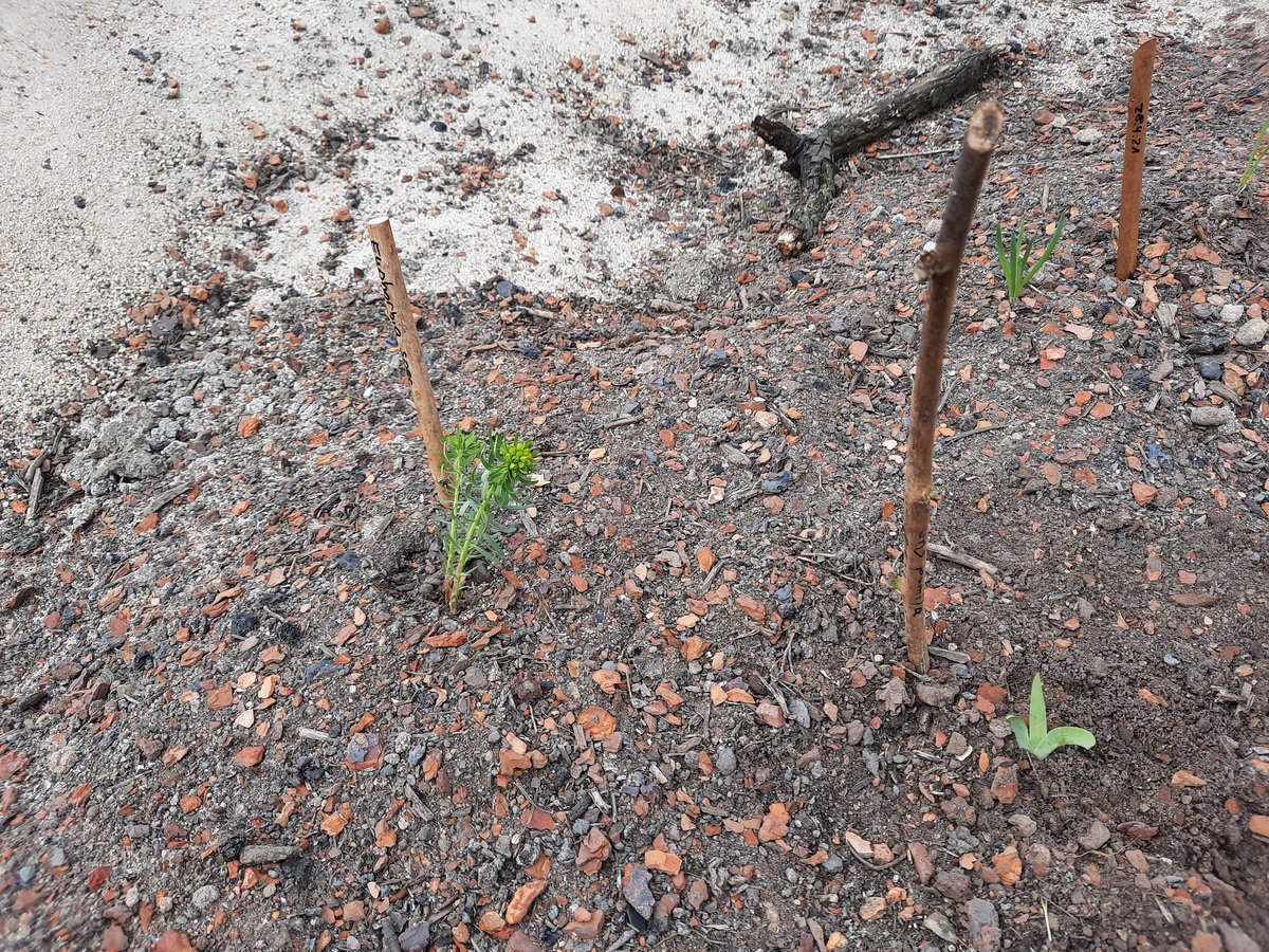 Nisthilfen aus Brombeerstängeln Nisthilfen aus Brombeerstängeln