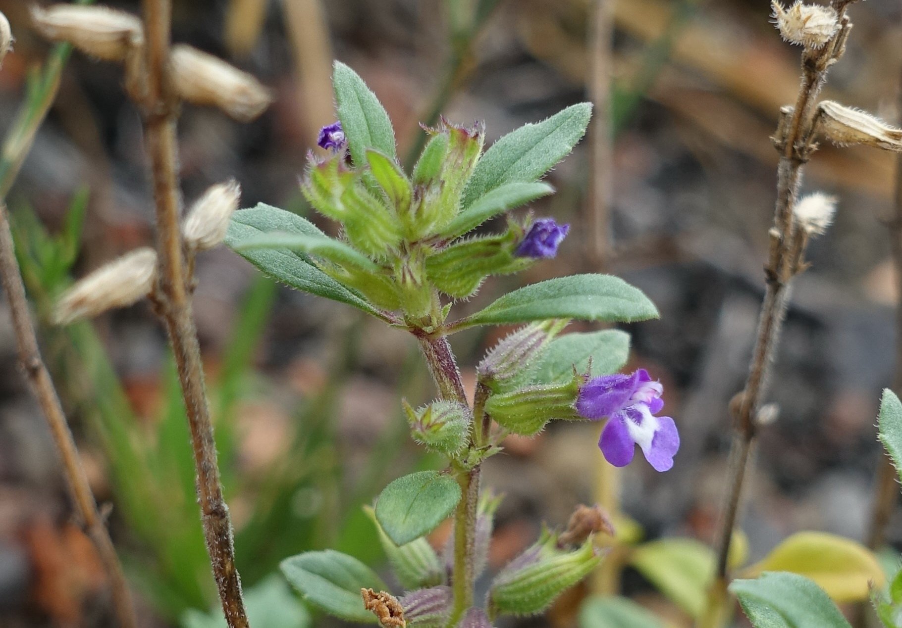 Gewöhnlicher Steinquendel (Acinos arvensis) Gewöhnlicher Steinquendel (Acinos arvensis)