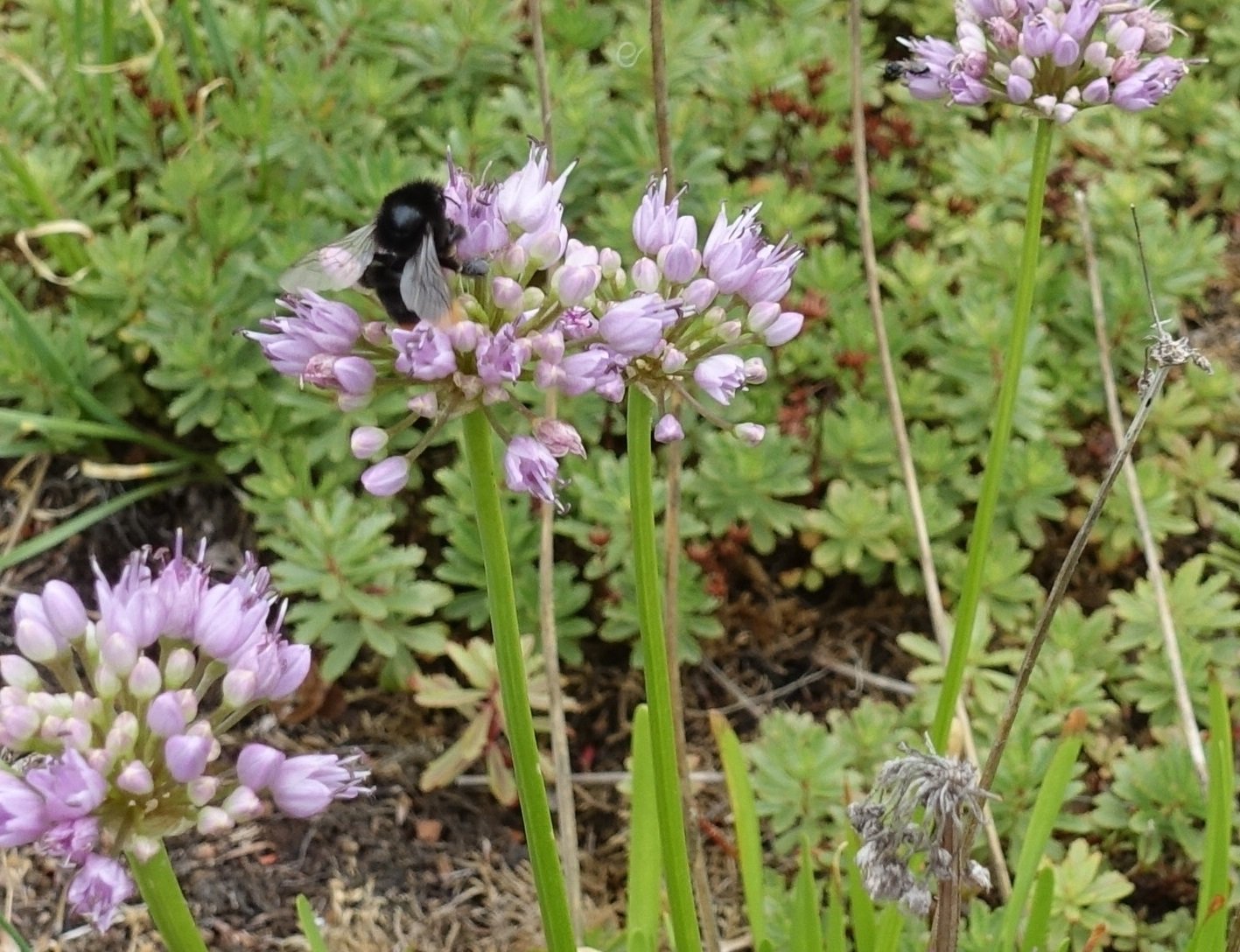 Berg- Lauch (Allium lusitanicum) Berg- Lauch (Allium lusitanicum)
