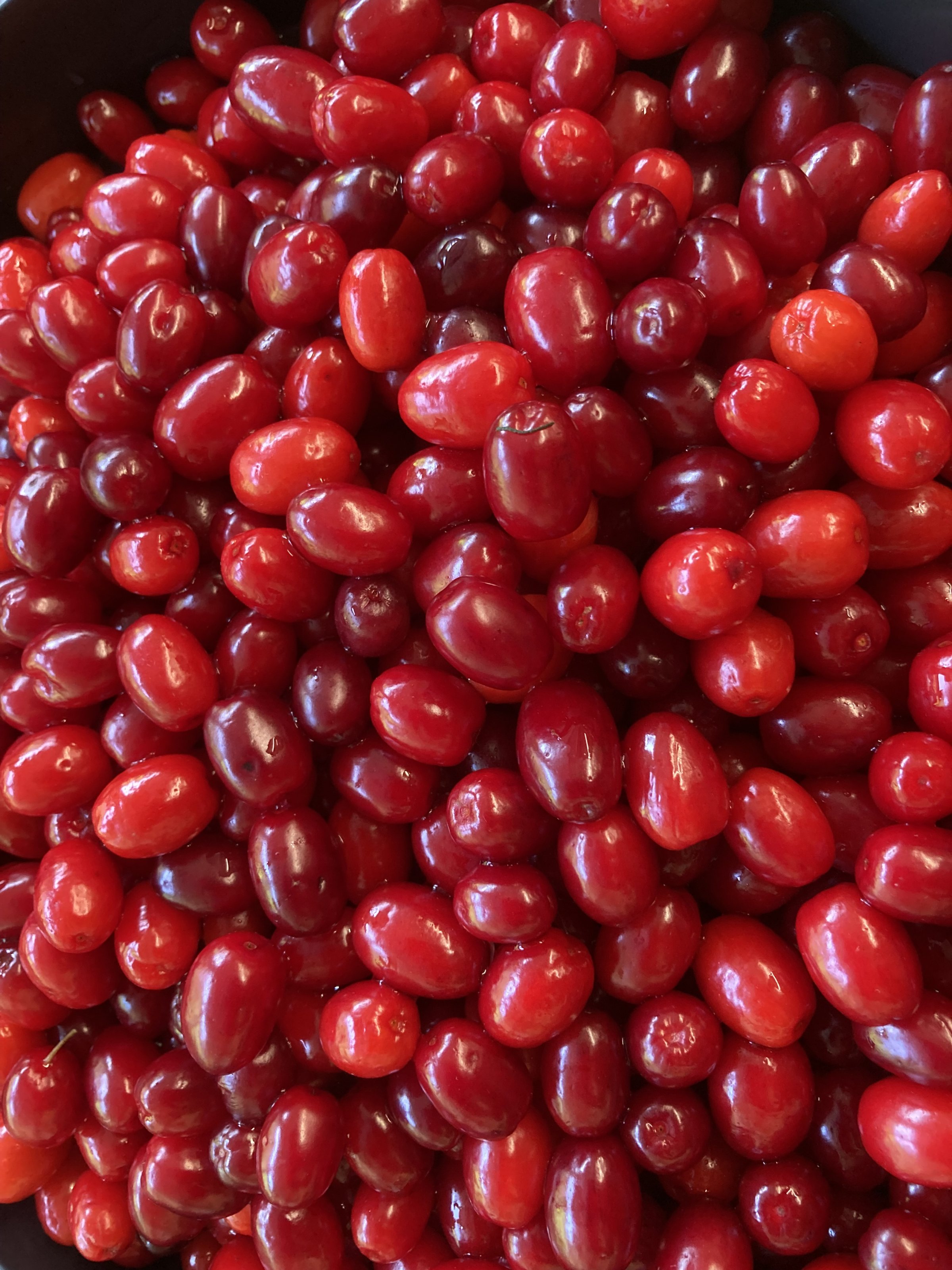 Früchte von Cornus mas