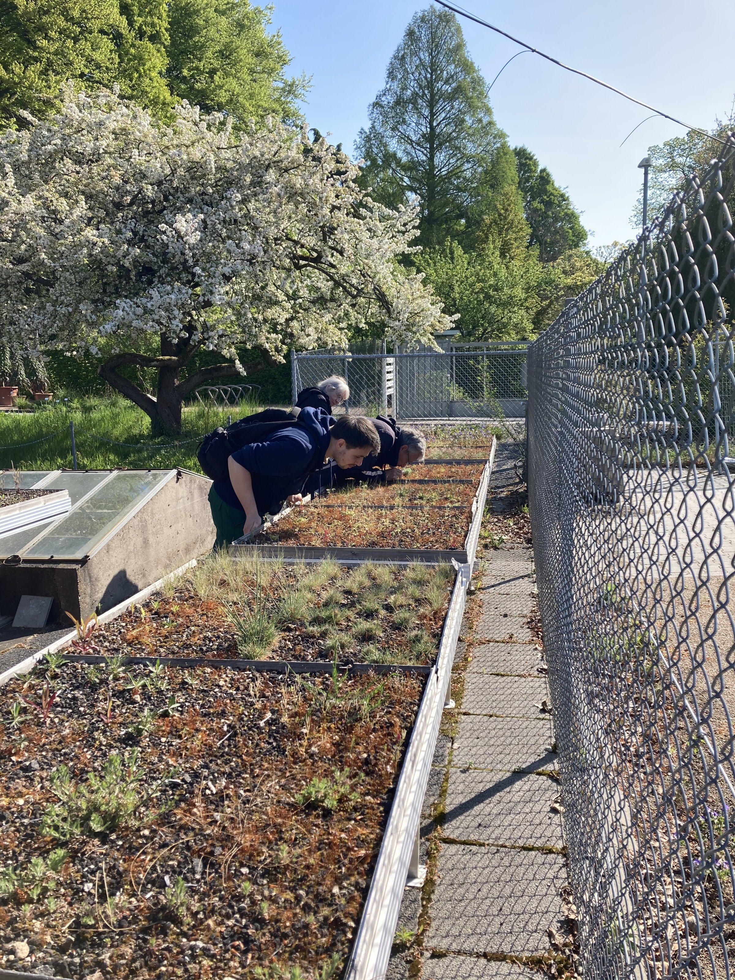 Flechten auf Dachbegrünung