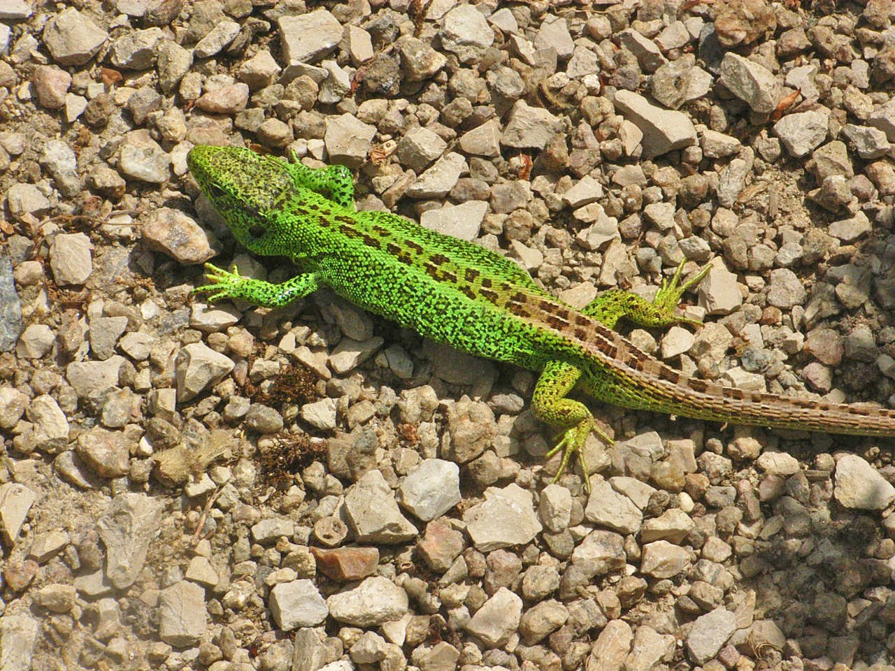 Zauneidechse im Botanischen Garten